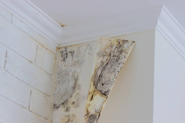 Best Commercial Mold Inspection  in Bayonet Point, FL